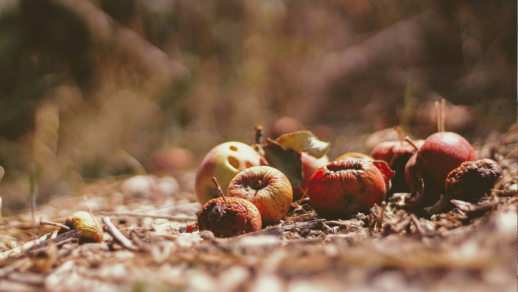 Rotting fruit